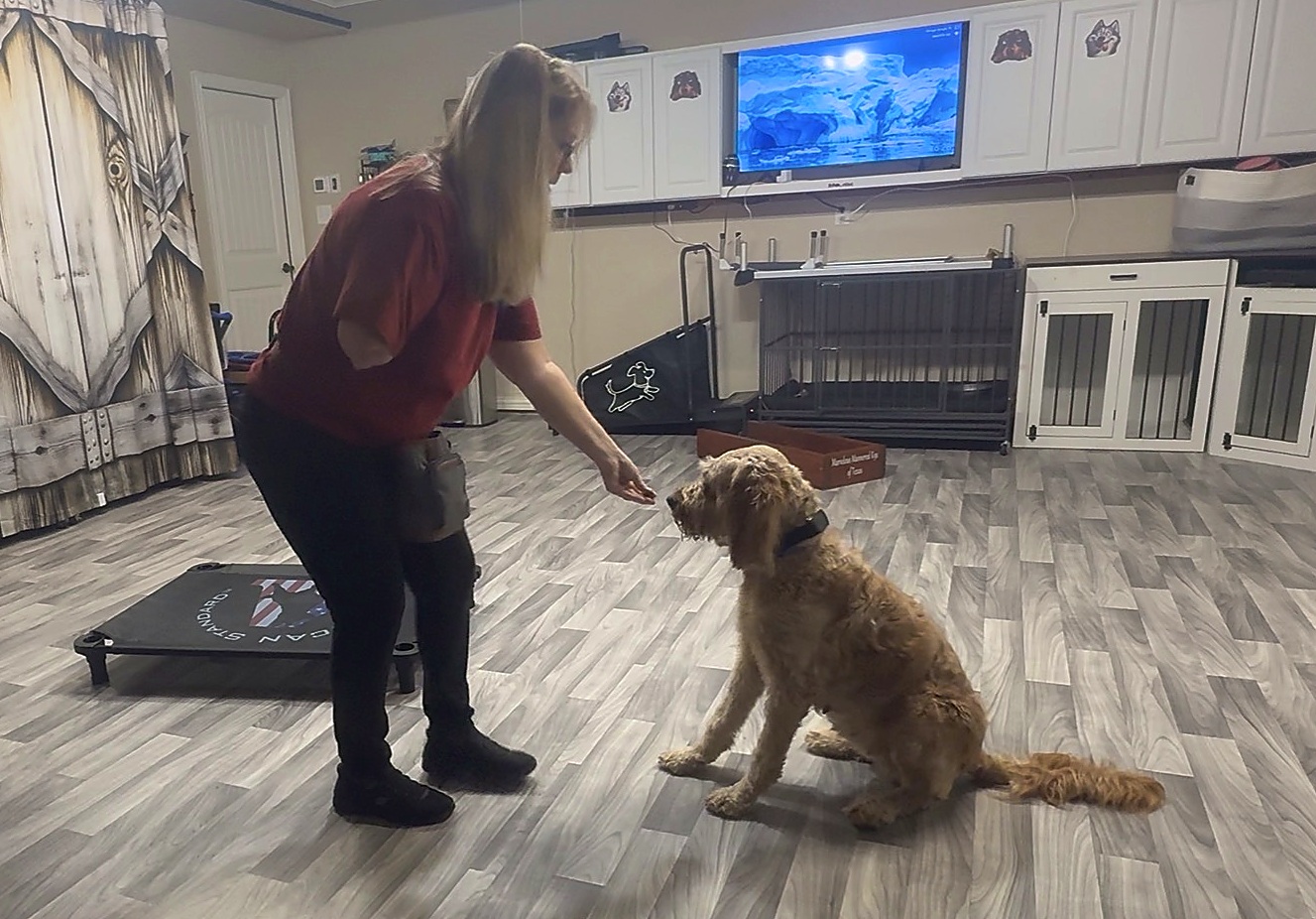 Laura guiding a Goldendoodle into a sit during training