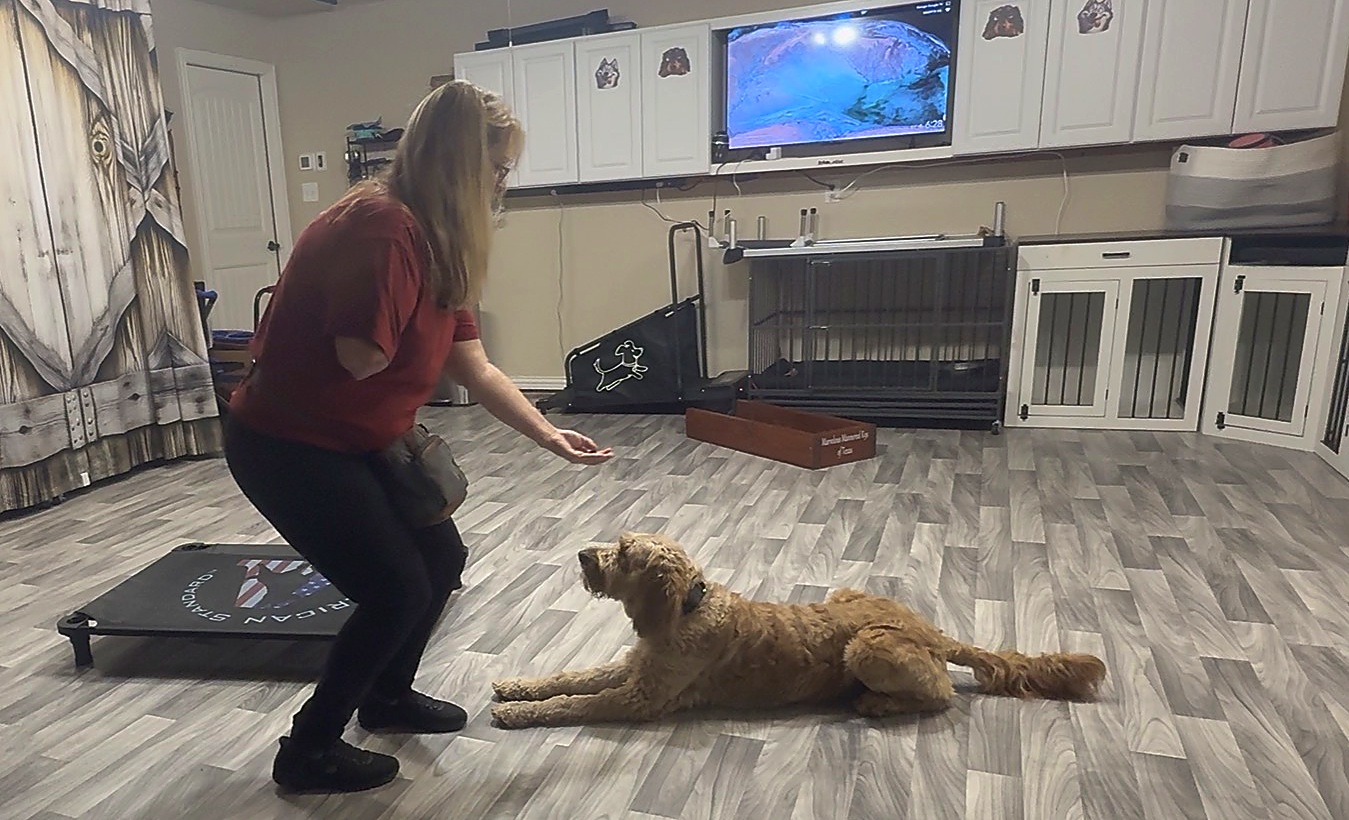 Laura guiding a Goldendoodle into a down during training