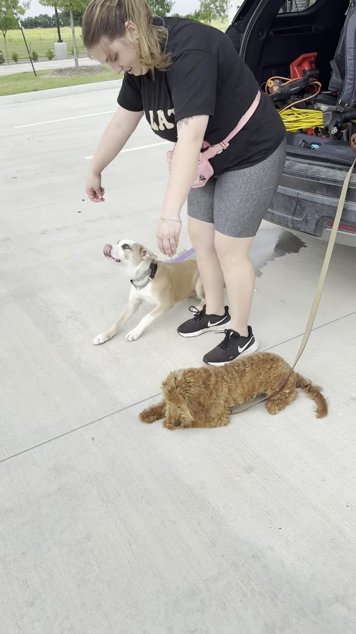 MMK9 trainer practicing hands-on training with dogs